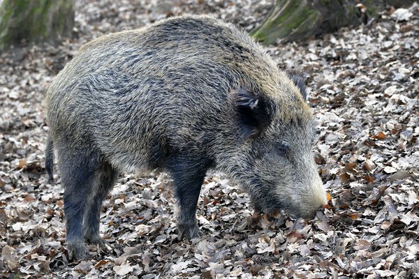 Die Afrikanische Schweinepest hat den Märkischen Kreis noch nicht erreicht. Die Kreiveraltung stellt jedoch vorsorglich Informationen auf ihrer Homepage zur Verfügung. Foto: Weinstock/Märkischer Kreis