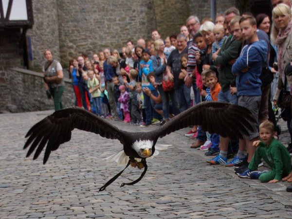 Adler, Falke, Bussard und Co. sind am 27. Juli als besondere Gäste zwischen den Burgmauern auf Burg Altena unterwegs. Foto: Britta Gerstendorf / Märkischer Kreis