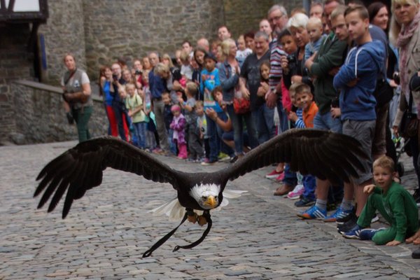 Adler, Falke, Bussard und Co. sind am 27. Juli als besondere Gäste zwischen den Burgmauern auf Burg Altena unterwegs. Foto: Britta Gerstendorf / Märkischer Kreis