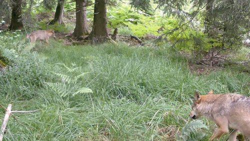 Eine eindeutige Aufnahme von zwei Wölfen. Foto: Märkischer Kreis