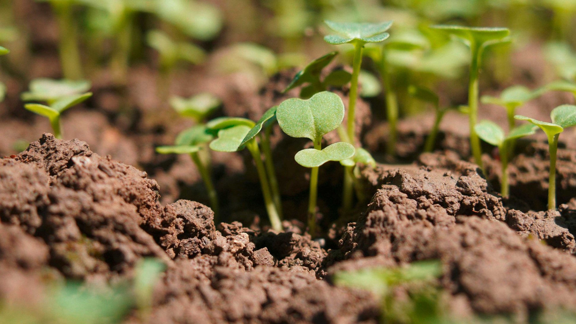 Zu sehen sind Keimlinge im Boden