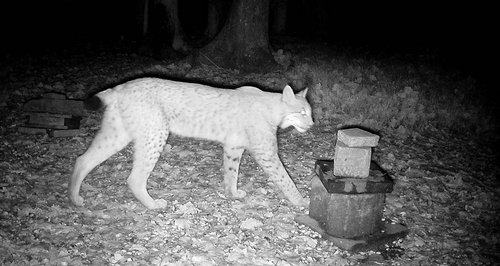 Der Märkische Kreis informiert über einen seltenen Naturnachweis: Anfang November ist ein Luchs im Kreisgebiet nachgewiesen worden. Foto: privat