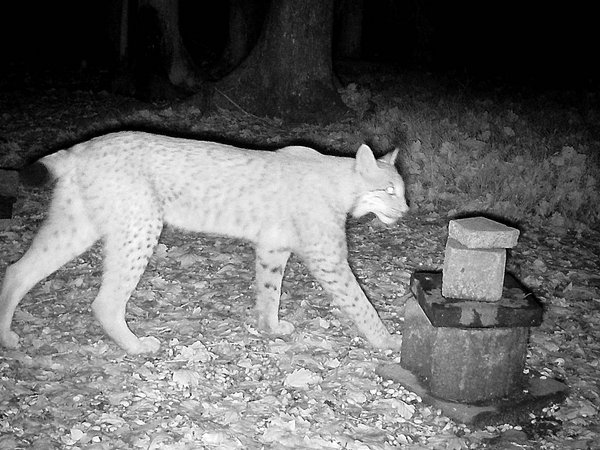 Der Märkische Kreis informiert über einen seltenen Naturnachweis: Anfang November ist ein Luchs im Kreisgebiet nachgewiesen worden. Foto: privat