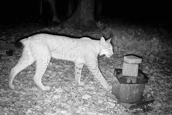 Der Märkische Kreis informiert über einen seltenen Naturnachweis: Anfang November ist ein Luchs im Kreisgebiet nachgewiesen worden. Foto: privat