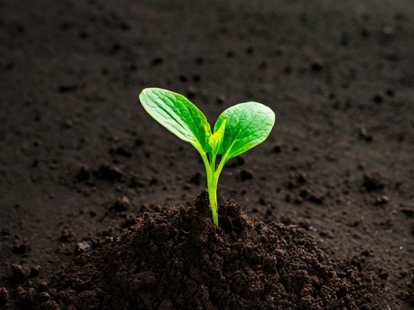 Zu sehen ist eine Pflanze, die aus dem Boden kommt