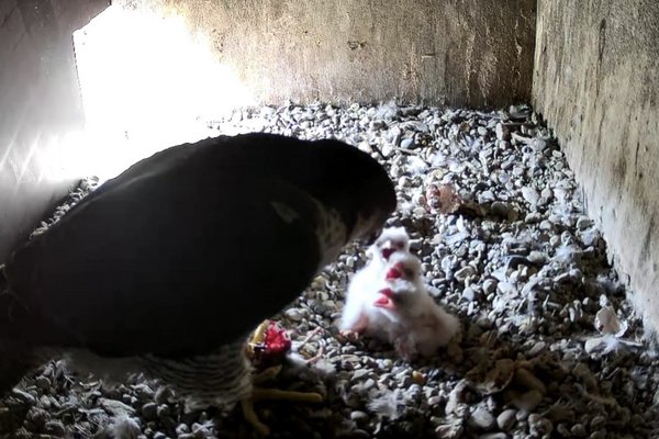 Die Wanderfalken im Märkischen Kreis haben Nachwuchs bekommen. Sieben Wanderfalken-Küken kann die Untere Naturschutzbehörde des Märkischen Kreises bestätigen. Foto: Märkischer Kreis