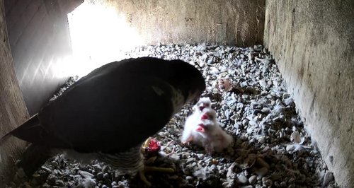 Die Wanderfalken im Märkischen Kreis haben Nachwuchs bekommen. Sieben Wanderfalken-Küken kann die Untere Naturschutzbehörde des Märkischen Kreises bestätigen. Foto: Märkischer Kreis