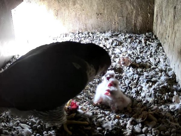 Die Wanderfalken im Märkischen Kreis haben Nachwuchs bekommen. Sieben Wanderfalken-Küken kann die Untere Naturschutzbehörde des Märkischen Kreises bestätigen. Foto: Märkischer Kreis