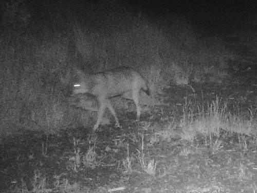 Der Wolf wurde in einer Nacht auf einer der Wildkameras entdeckt. Foto: Märkischer Kreis