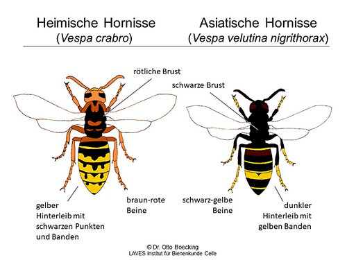 Grafik: Dr. Otto Boecking, Niedersächsisches Landesamt für Verbraucherschutz und Lebensmittelsicherheit