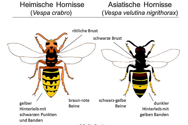 Grafik: Dr. Otto Boecking, Niedersächsisches Landesamt für Verbraucherschutz und Lebensmittelsicherheit
