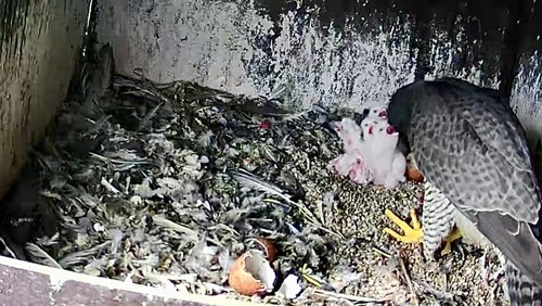 Der Märkische Kreis ist ein Zuhause und eine Kinderstube für Wanderfalken, die schnellsten Lebewesen der Erde. Foto: Autobahn GmbH