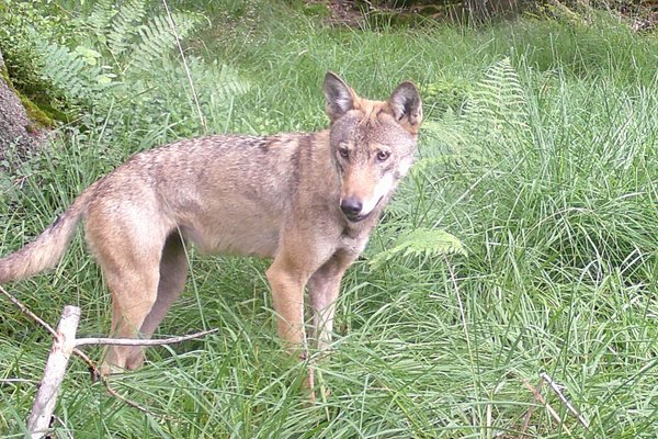 Der Wolf, hier ein Foto aufgenommen von einer Wildtierkamera, beschäftigt Menschen und Medien im Märkischen Kreis. Foto: Märkischer Kreis