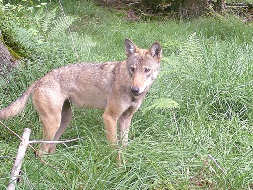 Der Wolf, hier ein Foto aufgenommen von einer Wildtierkamera, beschäftigt Menschen und Medien im Märkischen Kreis. Foto: Märkischer Kreis