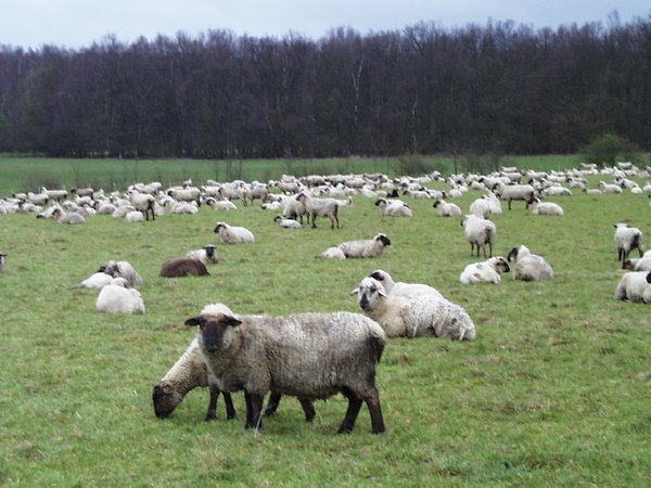 Die Blauzungenkrankheit befällt unter anderem auch Schafe. Archiv-Foto: Hendrik Klein / Märkischer Kreis