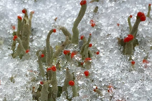 Ein schöner Anblick: Säulenflechte im Schnee. Foto: Astrid Bauriedel