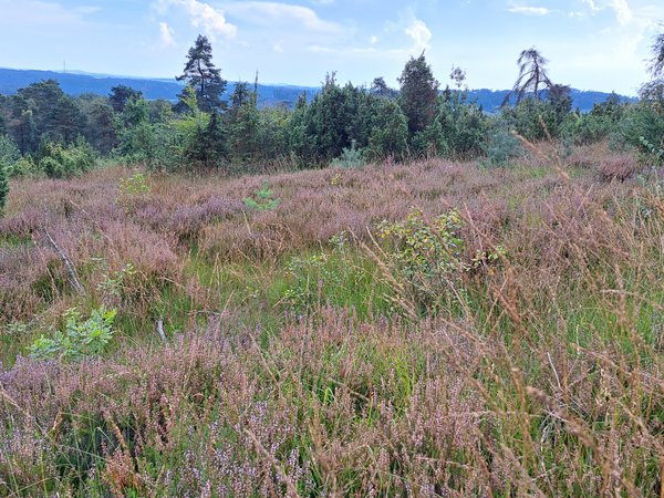 Die Wacholderheide prägt das Naturschutzgebiet Piwitt. Foto: NPSR e.V.