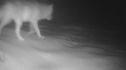 Aktuelles Fotofallenbild eines Wolfes aus Meinerzhagen - aufgenommen Anfang Februar. Foto: Märkischer Kreis