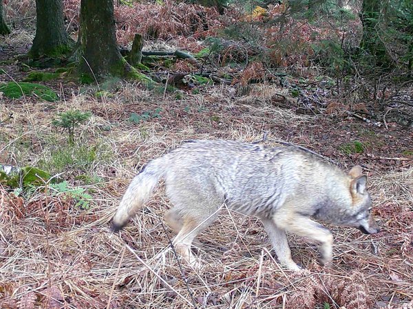 Der Wolf wurde auf einer der Wildkameras entdeckt. Foto: Märkischer Kreis 