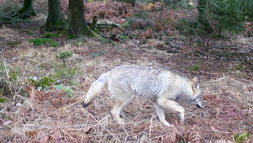 Der Wolf wurde auf einer der Wildkameras entdeckt. Foto: Märkischer Kreis 