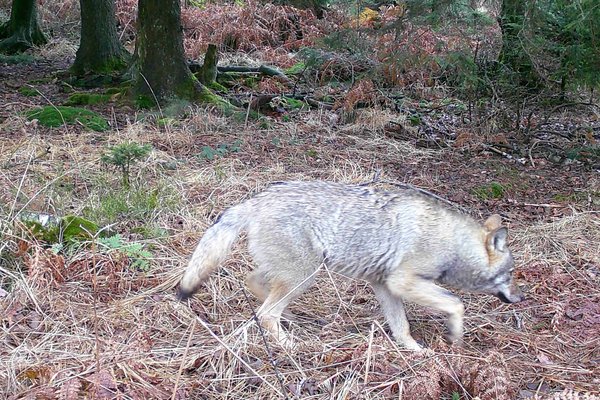 Der Wolf wurde auf einer der Wildkameras entdeckt. Foto: Märkischer Kreis 