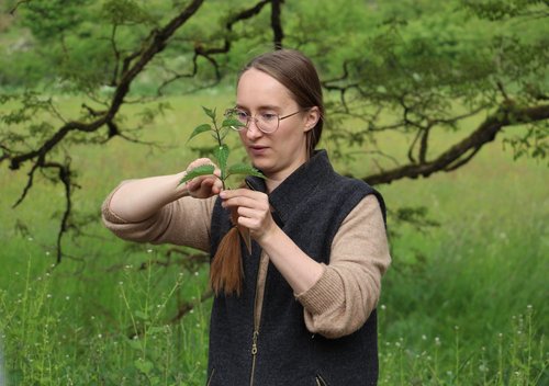 Nicht nur Brennesseln wollen entdeckt werden. Foto: NPSR