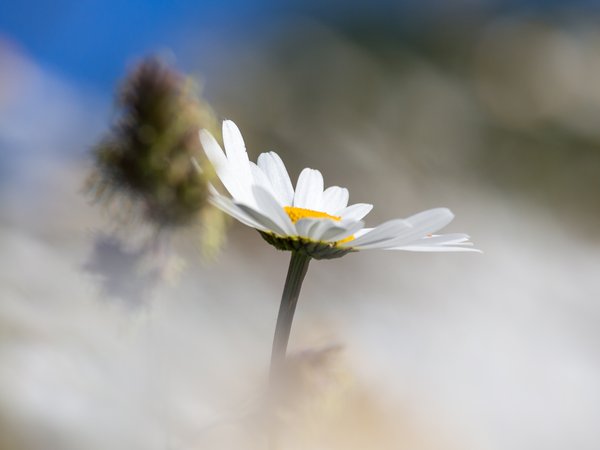  Eines der essbaren und mit bekanntesten Pflanzen: Das Gänseblümchen (©NPSR).
