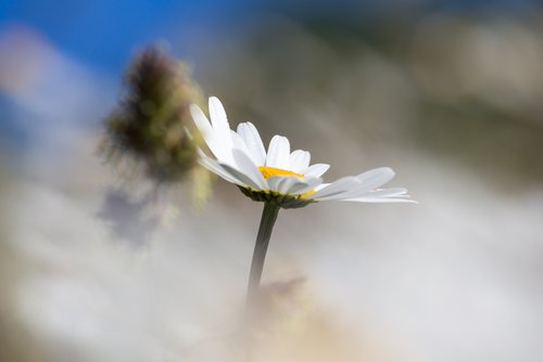  Eines der essbaren und mit bekanntesten Pflanzen: Das Gänseblümchen (©NPSR).