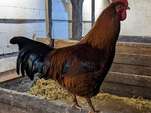 In Nachrodt-Wiblingwerde wurde in einer privaten Hühnerhaltung der Ausbruch der Geflügelpest amtlich festgestellt. Alle Tiere des Bestands sind innerhalb weniger Tage verendet. Foto: Anja Quambusch-Bröer / Märkischer Kreis