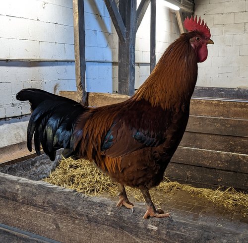 In Nachrodt-Wiblingwerde wurde in einer privaten Hühnerhaltung der Ausbruch der Geflügelpest amtlich festgestellt. Alle Tiere des Bestands sind innerhalb weniger Tage verendet. Foto: Anja Quambusch-Bröer / Märkischer Kreis