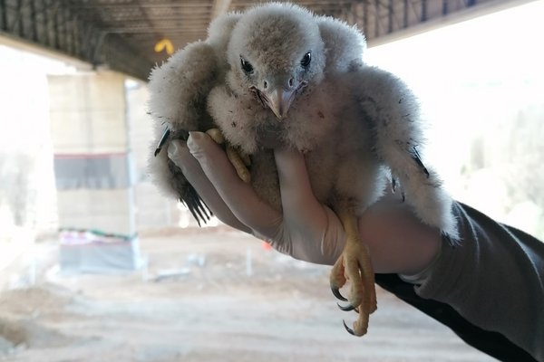 Rückblick: Wanderfalken-Weibchen Lulani als Küken: Vor der Sprengung der Talbrücke Rahmede wurde sie zu einem anderen Brutplatz weit entfernt vom Märkischen Kreis transportiert. Foto: Caroline Bendrien / Märkischer Kreis 