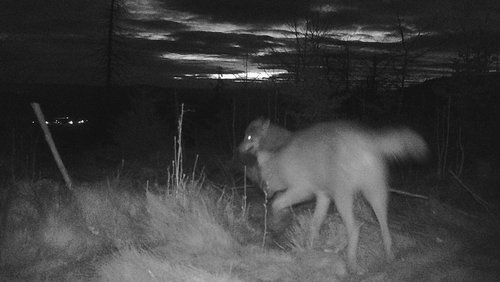Die letzte eindeutige Aufnahme von zwei Wölfen Ende März. Foto: Märkischer Kreis