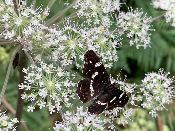 Gut möglich, dass auf der herbstlichen Wanderung mit Naturparkführerin Astrid Bauriedel auch ein "Landkärtchen" (Tagfalter) zu sehen sein wird. Foto: Astrid Bauriedel