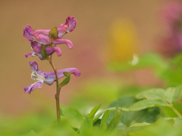 Eine der Pflanzen, die bei der Naturparkführung im Schutzgebiet Saat entdeckt werden können: Der Lerchensporn (©NPSR).