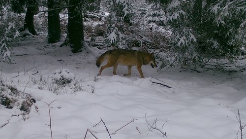 Hier eine Aufnahme des Wolfes im Schnee. Foto: Märkischer Kreis