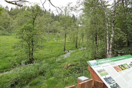 Die Ebbemoore stehen im Fokus der Naturparkführung am 5. Juli. Foto: NPSR 