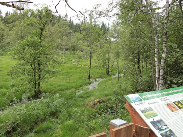 Die Ebbemoore stehen im Fokus der Naturparkführung am 5. Juli. Foto: NPSR 